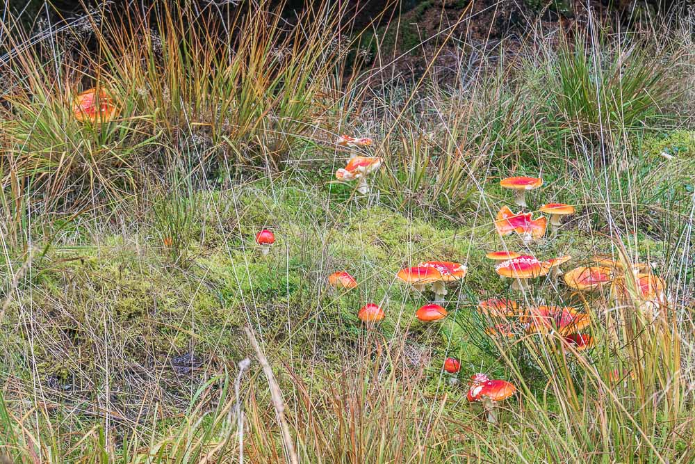 Fly Agaric Fly Agaric